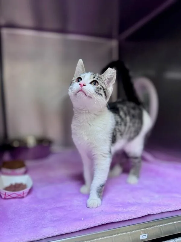 A young medium-sized male White Domestic Short Hair cat named Sari for adoption in Wooster, OH