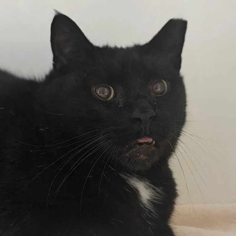 A senior large-sized male Domestic Short Hair cat named Spec for adoption in Kennett Square, PA