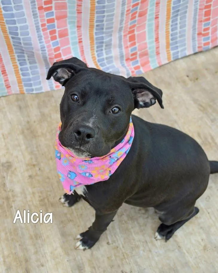A young medium-sized female Pit Bull Terrier dog named Alicia for adoption in Gautier, MS