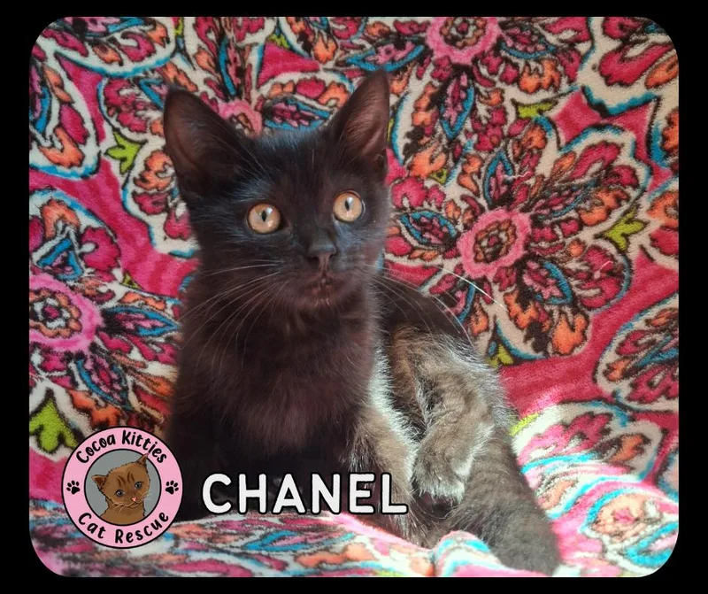 A baby small-sized female Domestic Short Hair cat named Chanel for adoption in Hershey, PA