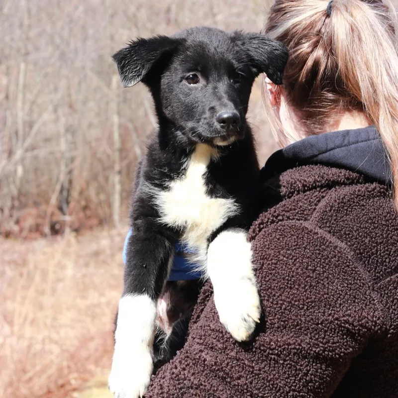 Ct Iced Tea thumbnail 2