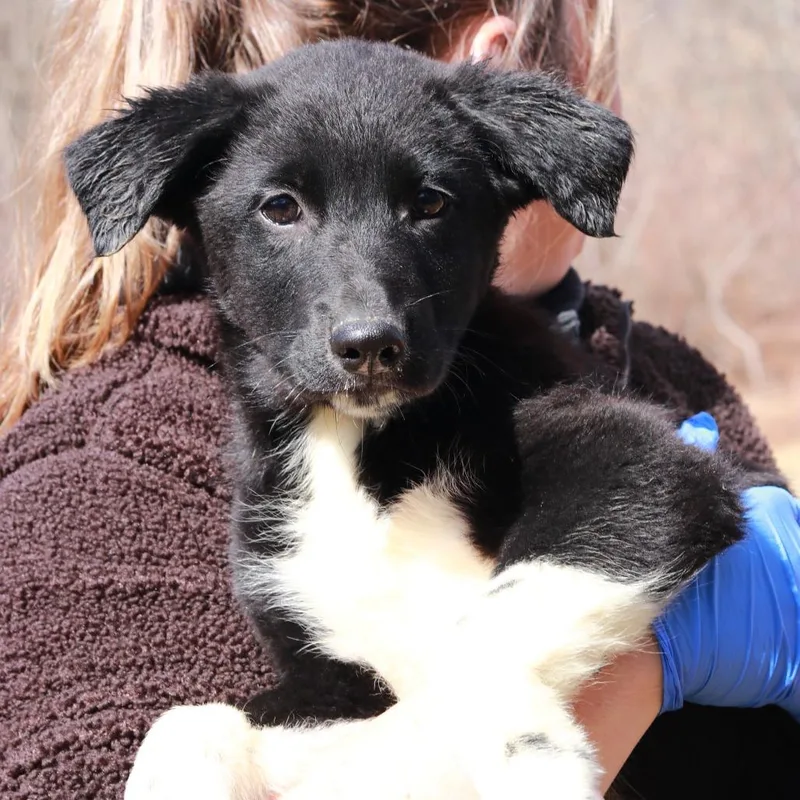 Ct Iced Tea thumbnail 3