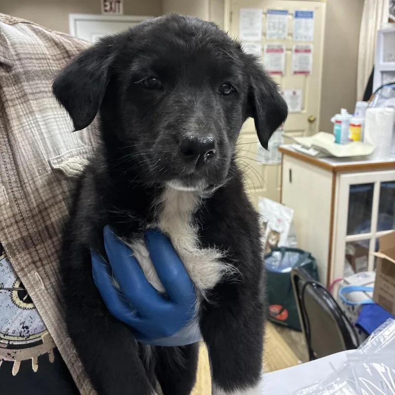 Ct Iced Tea thumbnail 4