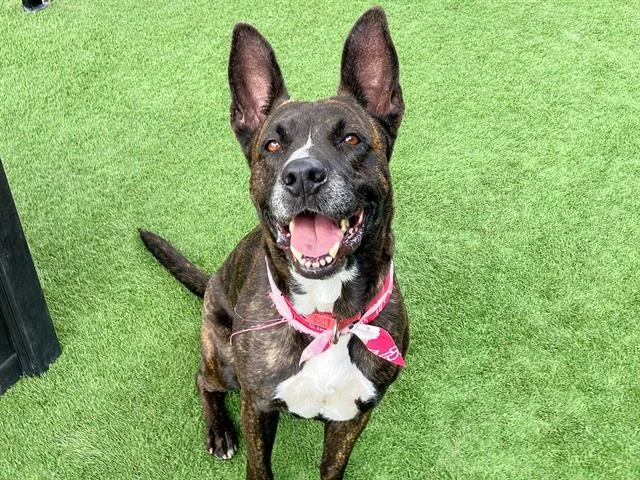 An adult large-sized female Dutch Shepherd dog named Mila for adoption in Tustin, CA