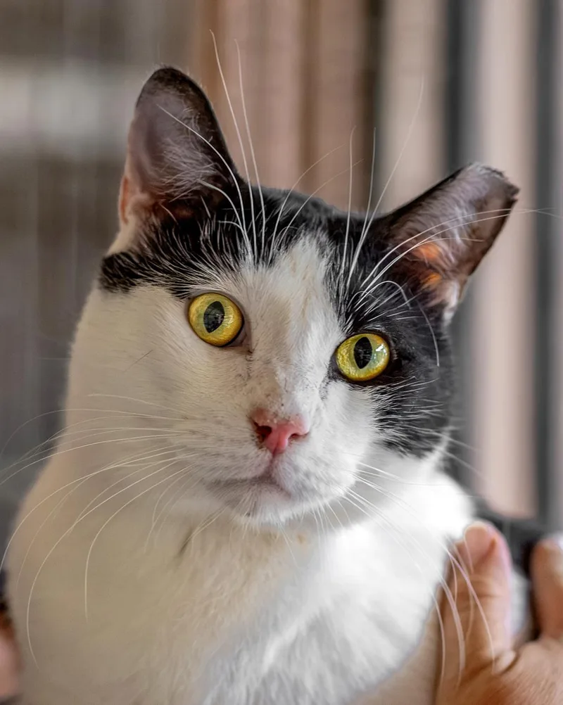 An adult large-sized male Black & White / Tuxedo Domestic Short Hair cat named Basil for adoption in Marana, AZ