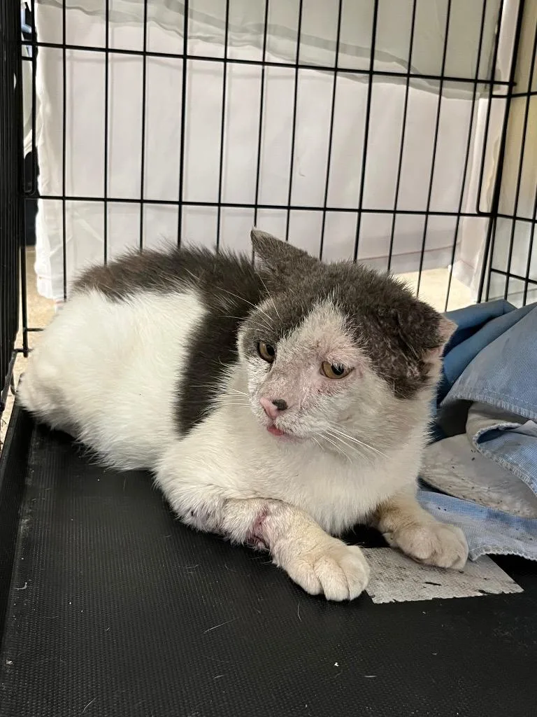 An adult medium-sized male Domestic Short Hair cat named Freginald FIV+ for adoption in Pierceton, IN