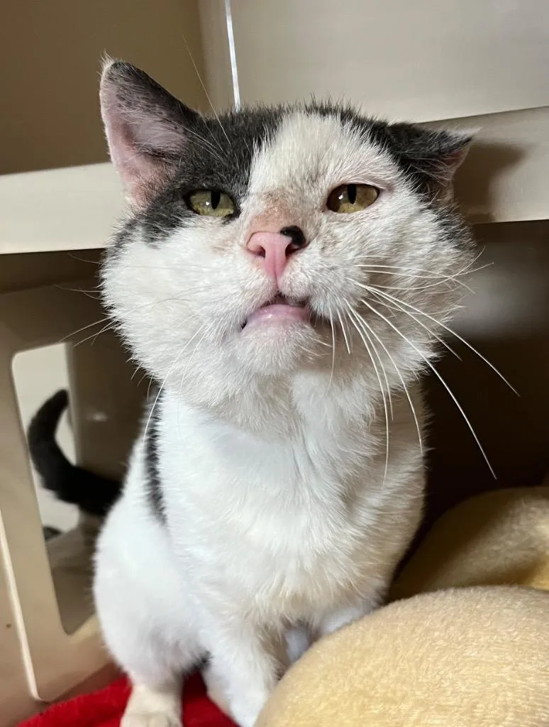 Freginald FIV+ indooroutdoor thumbnail 2