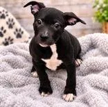 A young medium-sized female Black Mixed Breed dog named Bex for adoption in Portsmouth, OH