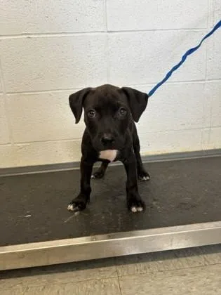 An adult small-sized female Mixed Breed dog named Rita for adoption in Port Allen, LA