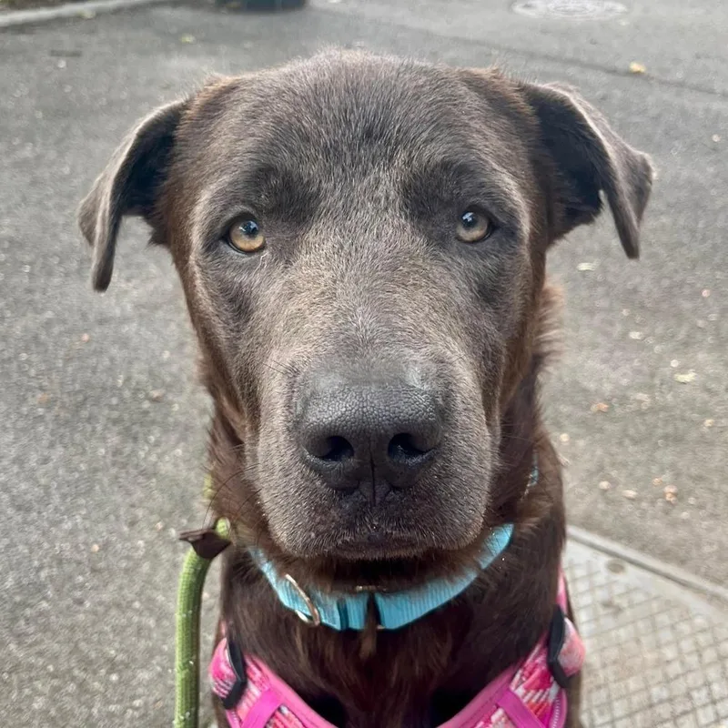 An adult large-sized male Mixed Breed dog named Coco Fred for adoption in Long Island City, NY