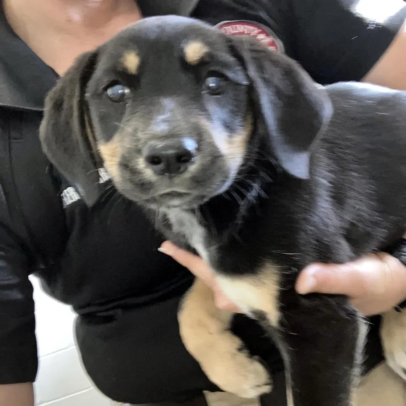 A baby medium-sized female Bicolor Shepherd dog named Eleanor for adoption in Sulphur, KY