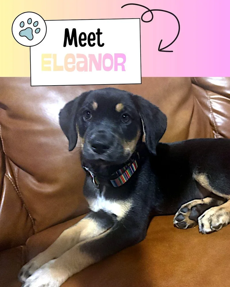 Eleanor thumbnail 3
