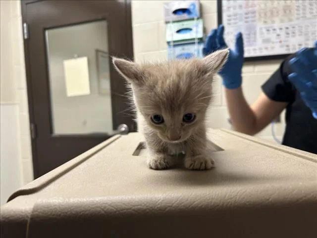 A baby small-sized male Domestic Short Hair cat named Klingon for adoption in Chapel Hill, NC
