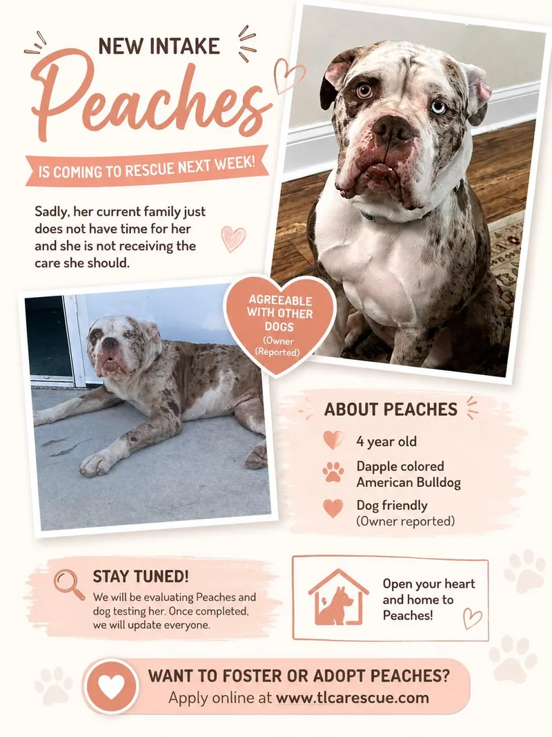 An adult medium-sized female American Bulldog dog named Peaches for adoption in Cape May Court House, NJ