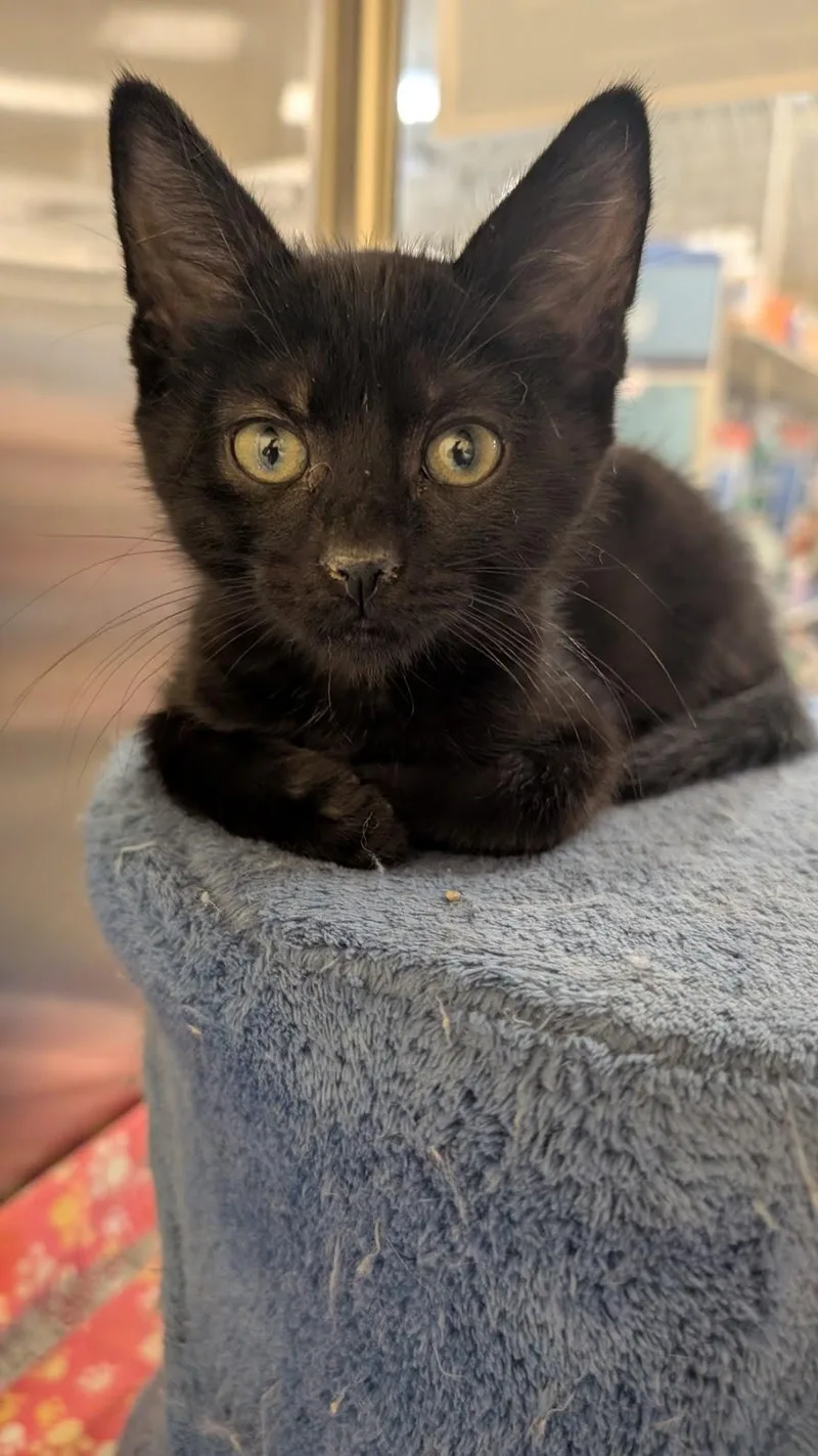 A baby medium-sized male Black Domestic Short Hair cat named Tarzan for adoption in Missoula, MT