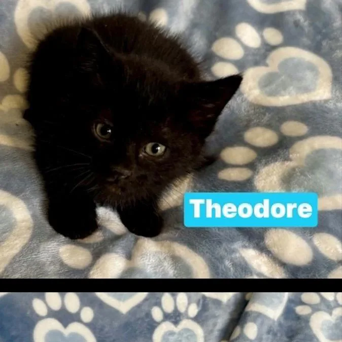 A baby small-sized male Black Domestic Short Hair cat named Theodore for adoption in South Elgin, IL