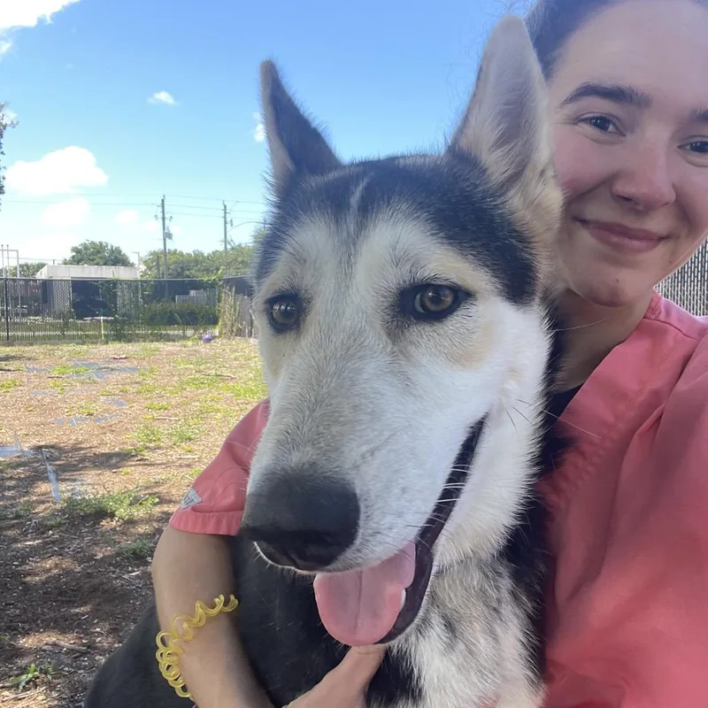 A young medium-sized male Black Mixed Breed dog named Milo for adoption in West Palm Beach, FL
