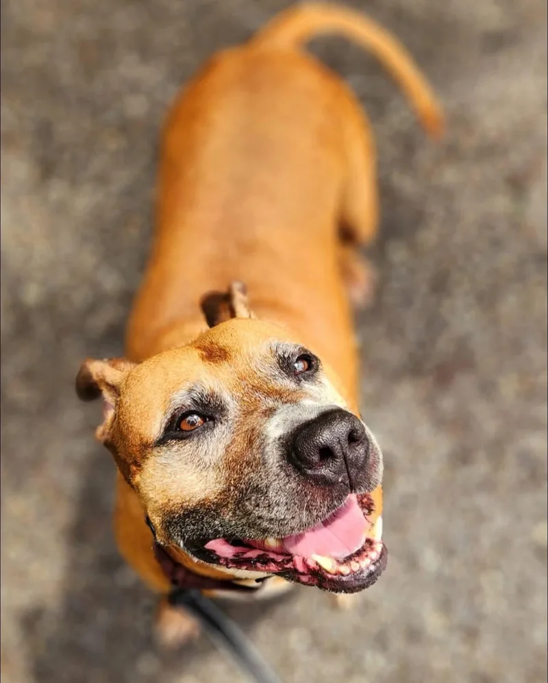 An adult large-sized female Brown / Chocolate Pit Bull Terrier dog named Olenna for adoption in Warren, OH
