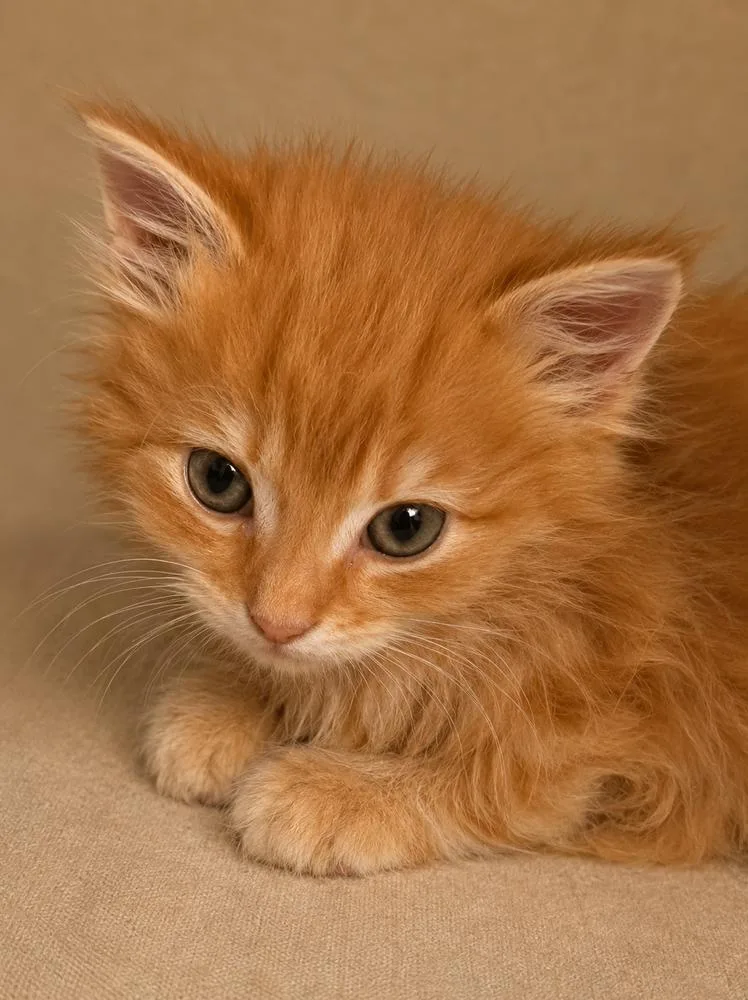 A baby small-sized male Tabby cat named Cheddar for adoption in Calimesa, CA