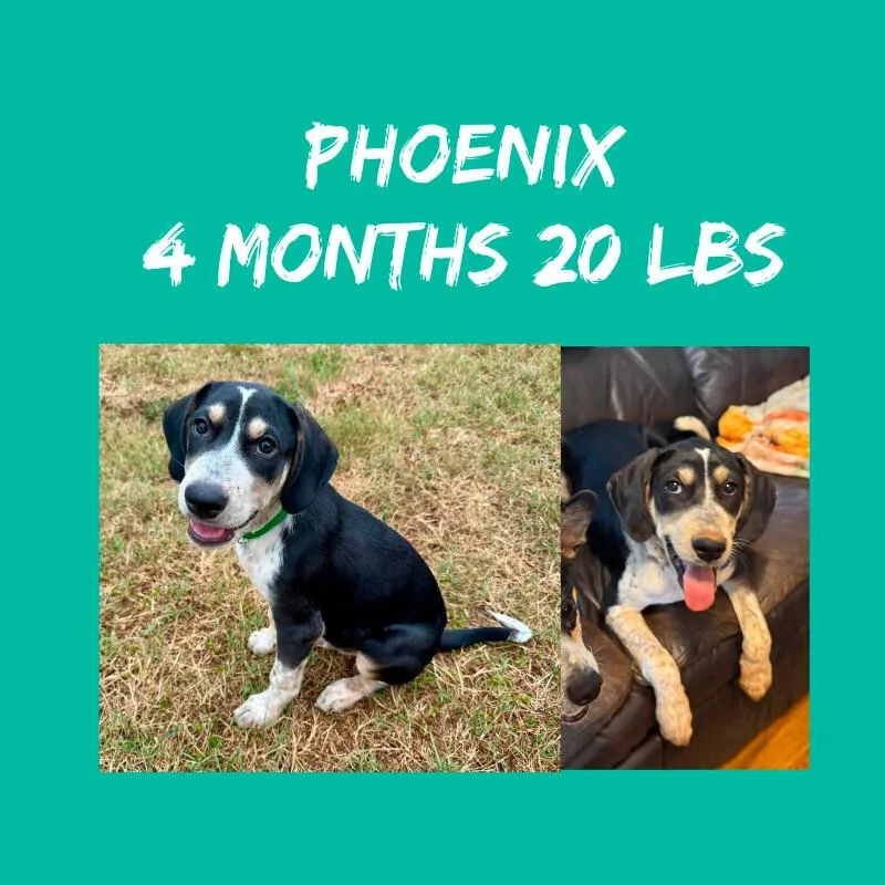 Phoenix