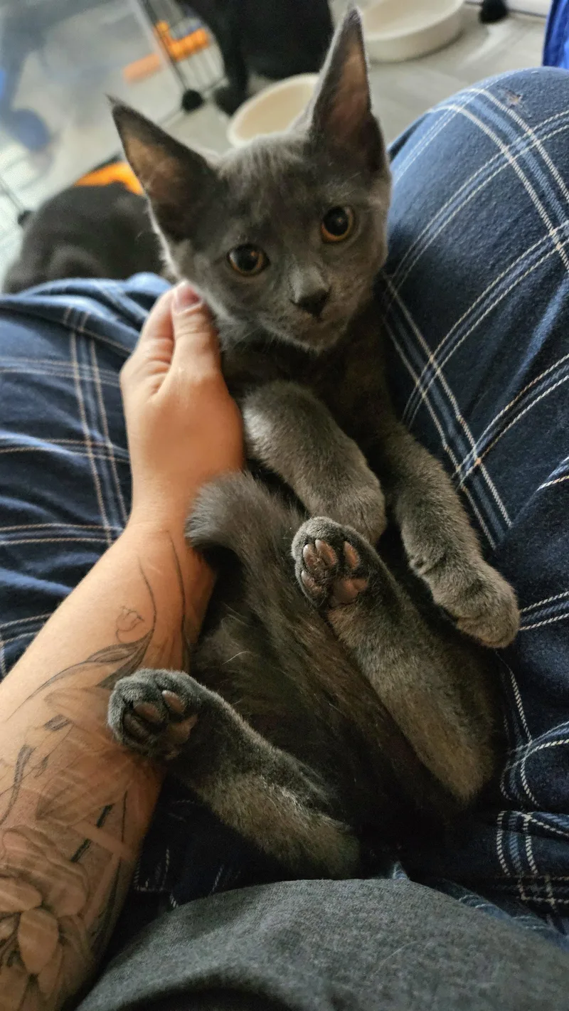 A baby small-sized female Gray / Blue / Silver Domestic Short Hair cat named Tatum for adoption in Norwalk, CT