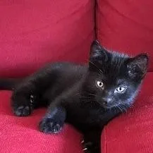 A baby small-sized male Domestic Medium Hair cat named Blt for adoption in FAIRWAY, KS