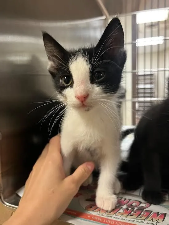 A baby large-sized male Domestic Short Hair cat named Tux for adoption in Nacogdoches, TX