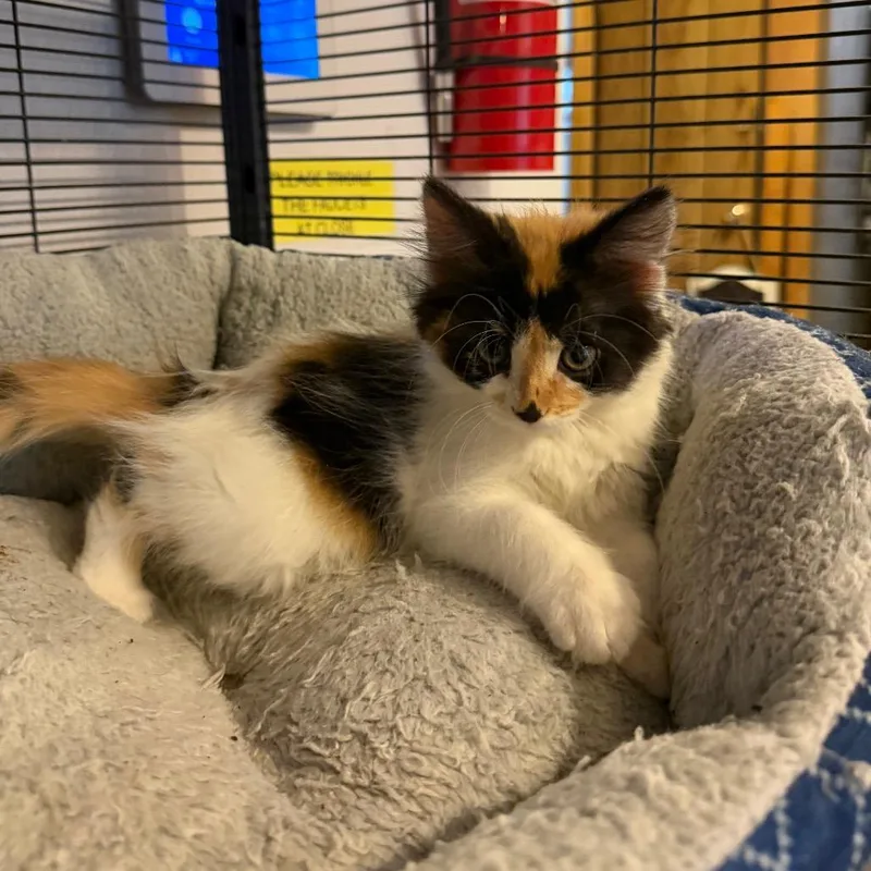 A baby small-sized female Calico Domestic Long Hair cat named Marshmallow for adoption in Hanna City, IL