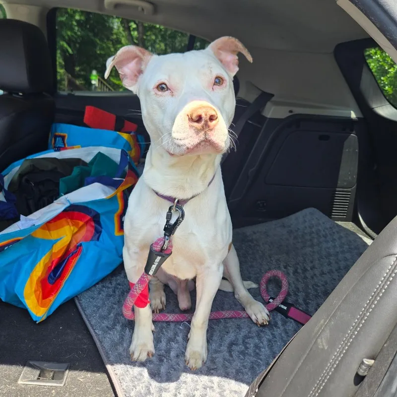 An adult medium-sized male Brown / Chocolate Pit Bull Terrier dog named Gucci for adoption in Lynchburg, VA