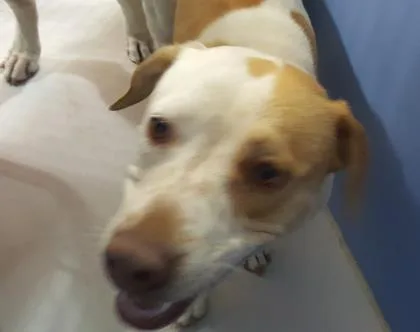 A senior medium-sized female Yellow / Tan / Blond / Fawn Pit Bull Terrier dog named Sol for adoption in El Paso, TX