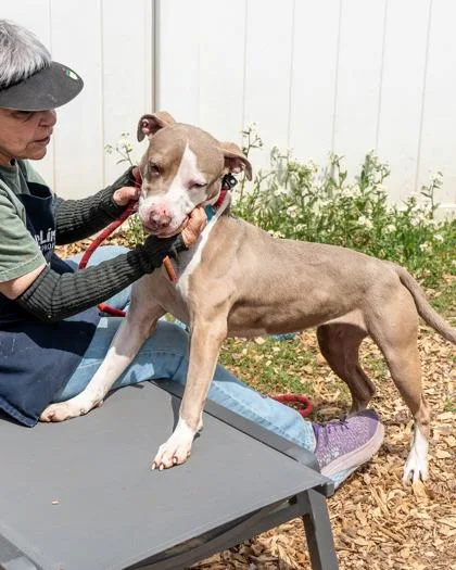 An adult large-sized female Mixed Breed dog named Maja for adoption in Chamblee, GA