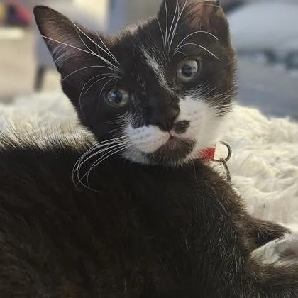A baby small-sized male Domestic Short Hair cat named Pepei for adoption in West Chester, PA