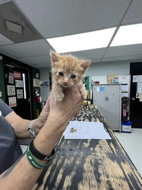 A baby medium-sized female Domestic Short Hair cat named Aris for adoption in Chester, SC