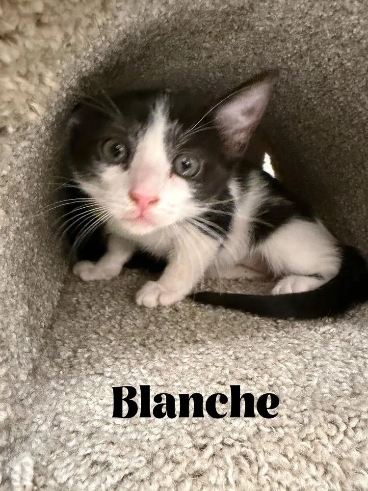 A baby small-sized female Black & White / Tuxedo Domestic Short Hair cat named Blanche for adoption in Orlando, FL