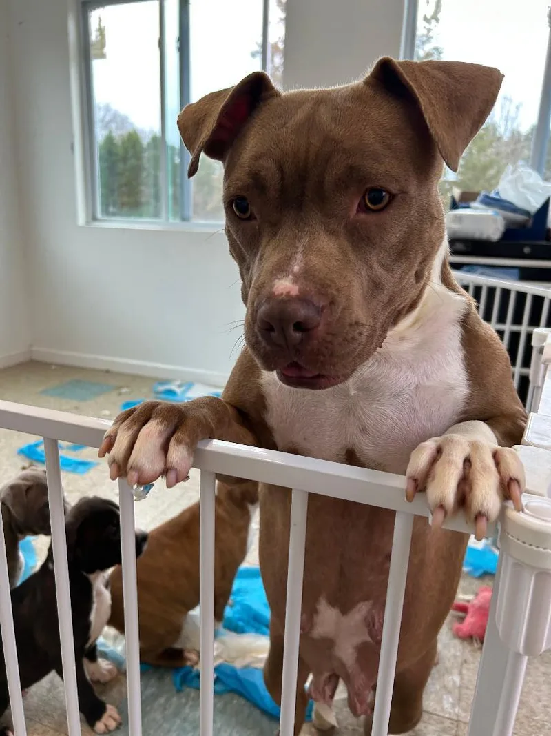 A young large-sized female Mixed Breed dog named Chocolate for adoption in Lancaster, SC
