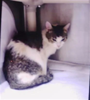 An adult small-sized female Domestic Short Hair cat named Hadley for adoption in Charlotte, NC