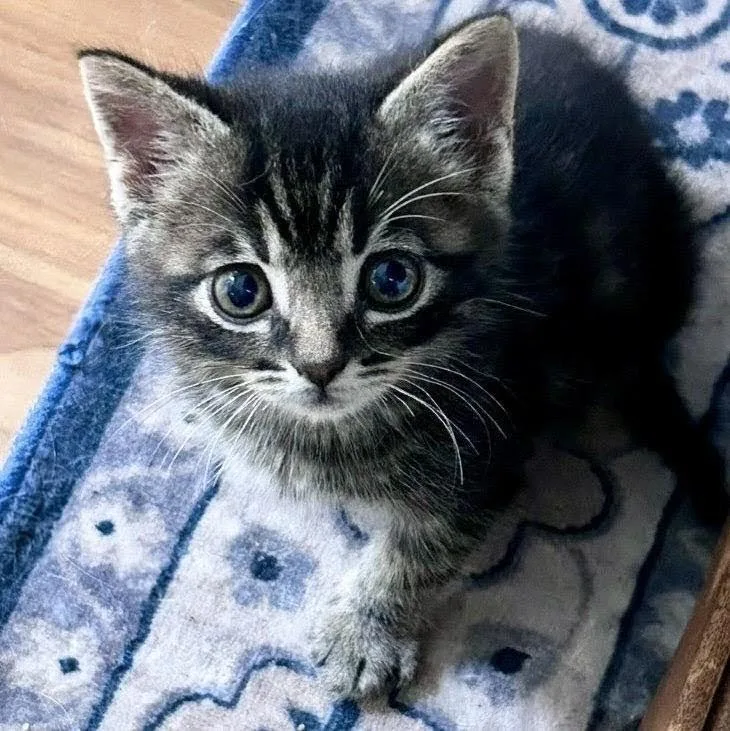 Mouse