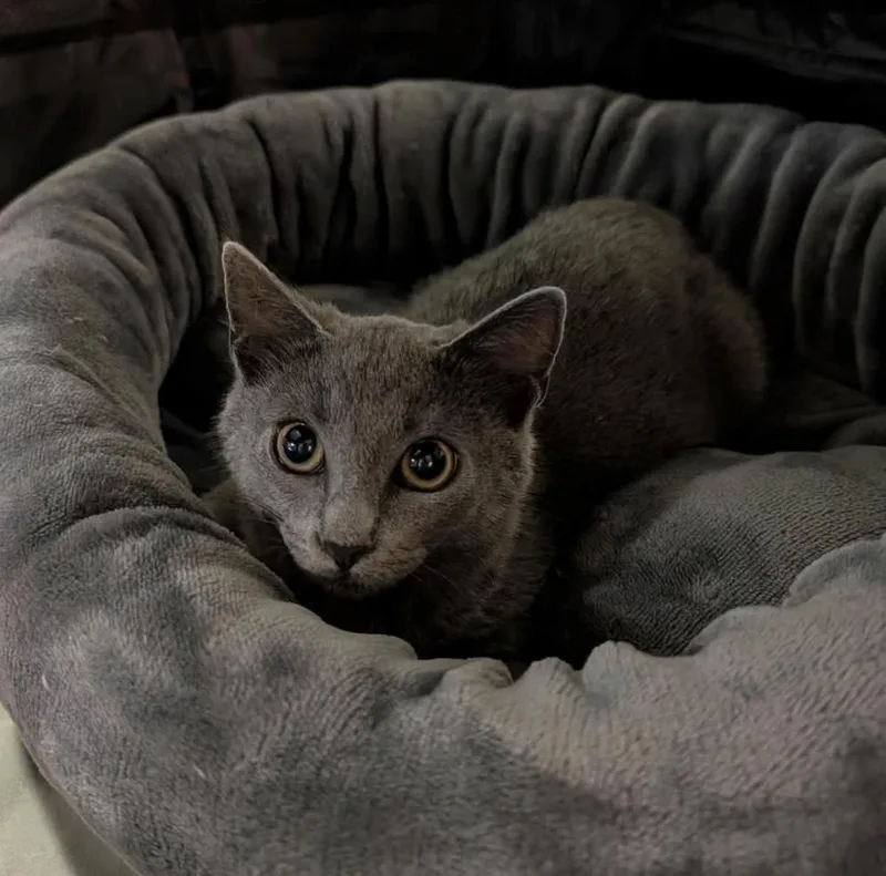 A baby small-sized female Gray / Blue / Silver Domestic Short Hair cat named Aria Grifols for adoption in Poplar Grove, IL