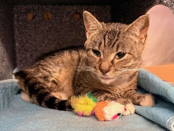 An adult medium-sized female Domestic Short Hair cat named Millie for adoption in New York, NY