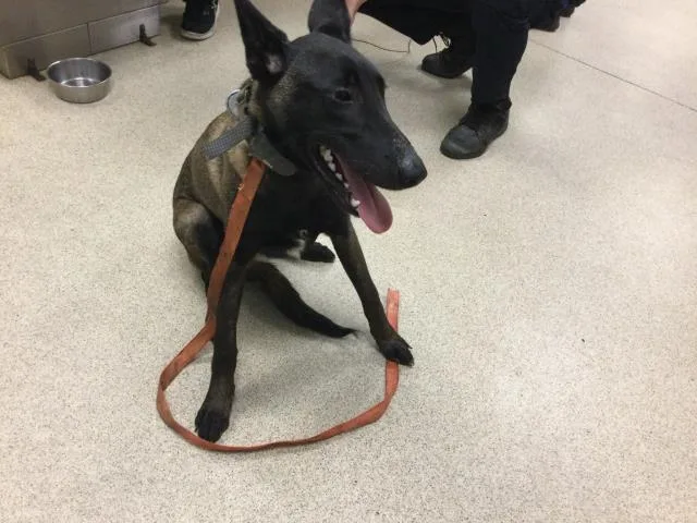 An adult medium-sized male Belgian Shepherd / Malinois dog named Kilo for adoption in Riverside, CA