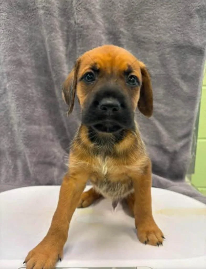 A baby large-sized male Terrier dog named Barry for adoption in Blountville, TN