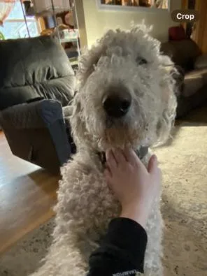 An adult medium-sized male Poodle dog named Sullivan for adoption in Kellogg, ID