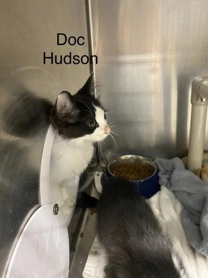 Doc Hudson