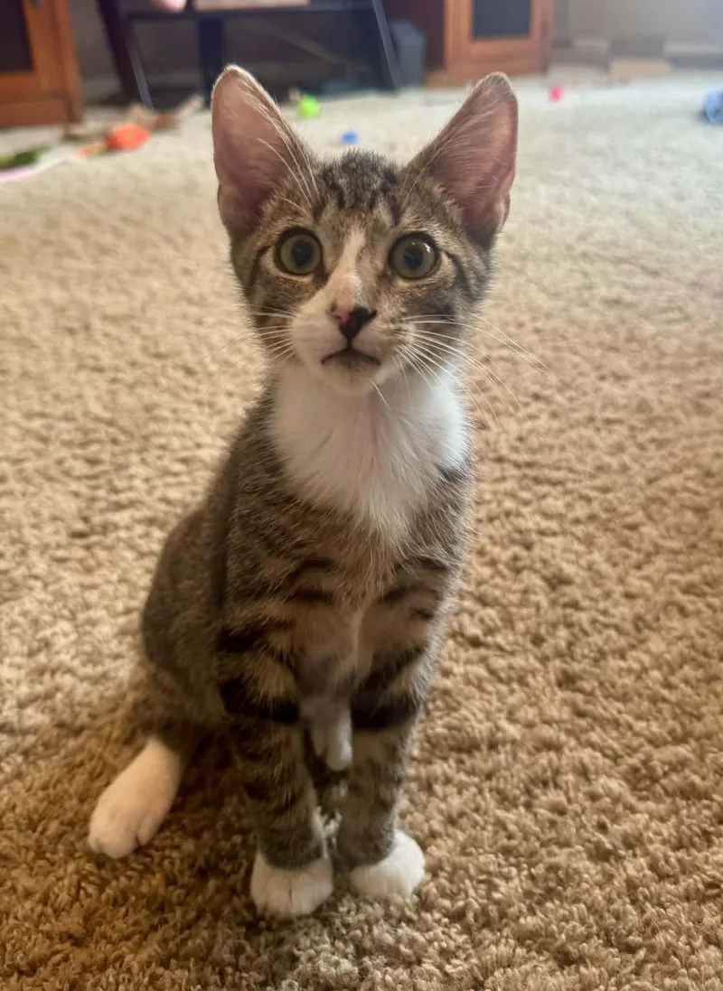 A baby medium-sized male Tabby (Brown / Chocolate) Domestic Short Hair cat named Jermey for adoption in Jacksonville, FL