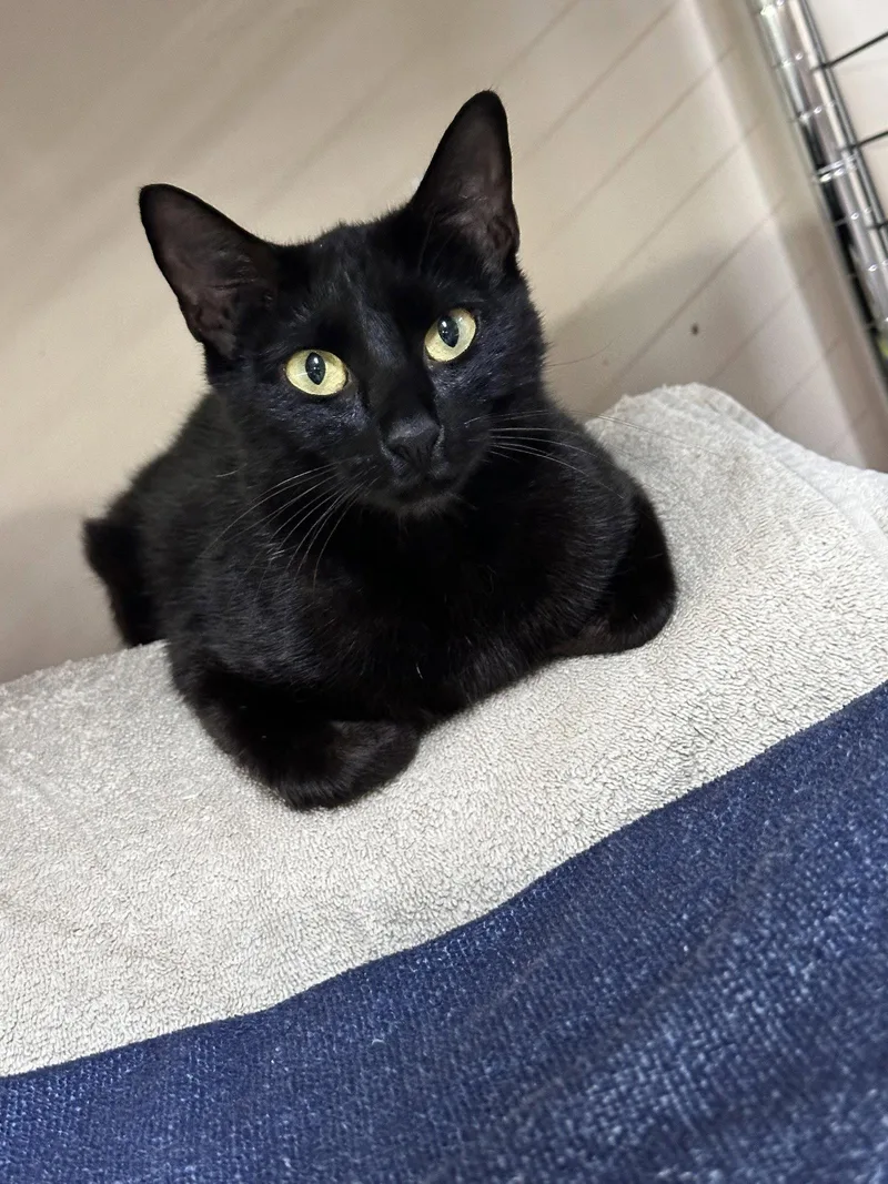 An adult medium-sized female Black Domestic Short Hair cat named Royal Moon for adoption in Rosenberg, TX
