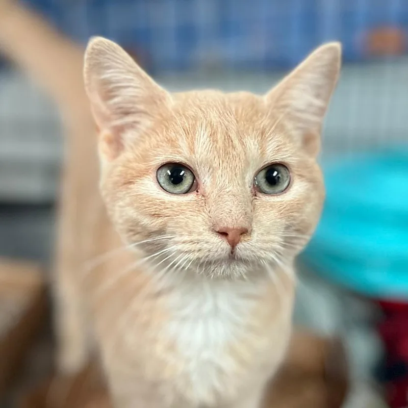 A baby small-sized female Domestic Short Hair cat named Symphony for adoption in Port Washington, NY