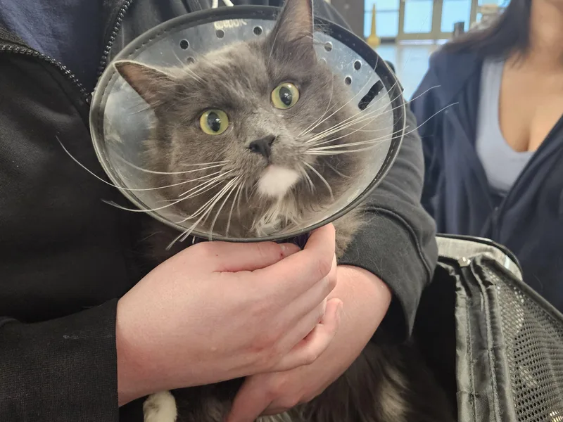 An adult extra large-sized male Domestic Short Hair cat named Logan for adoption in Van Nuys, CA