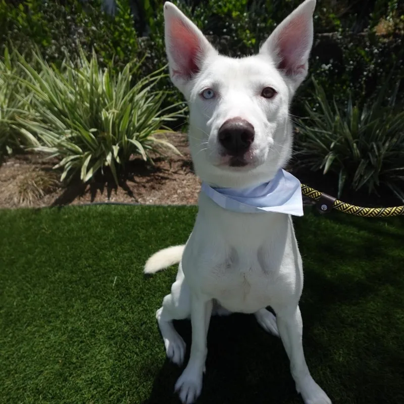 A young medium-sized female Husky dog named Winter for adoption in Newport Beach, CA