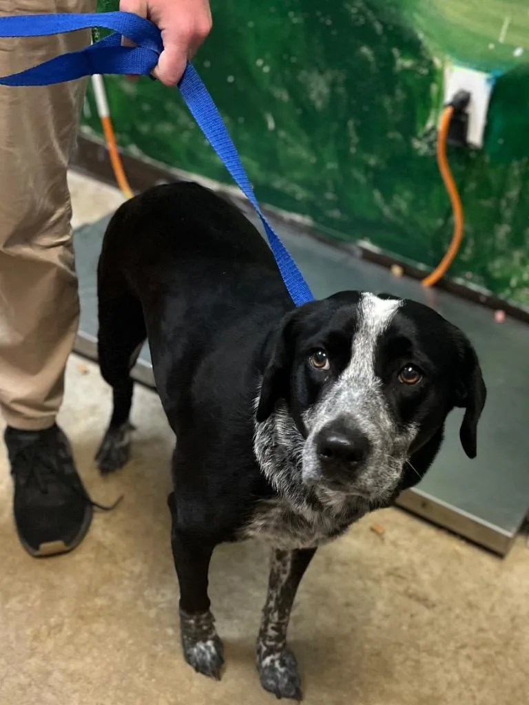 A young medium-sized female Australian Cattle Dog / Blue Heeler dog named Sissy for adoption in New Braunfels, TX