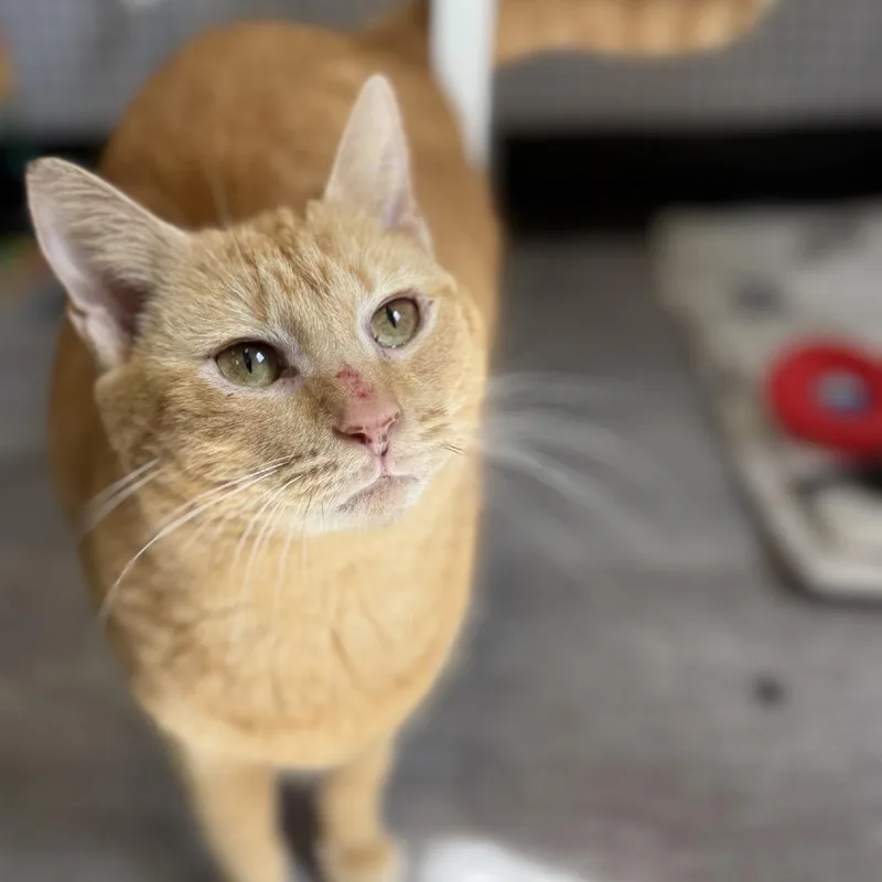 An adult medium-sized female Orange / Red Domestic Short Hair cat named Pumpkin for adoption in Pasadena , MD